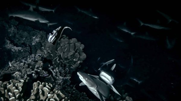 Quels sont les meilleurs spots pour une plongée de nuit aux Maldives ?